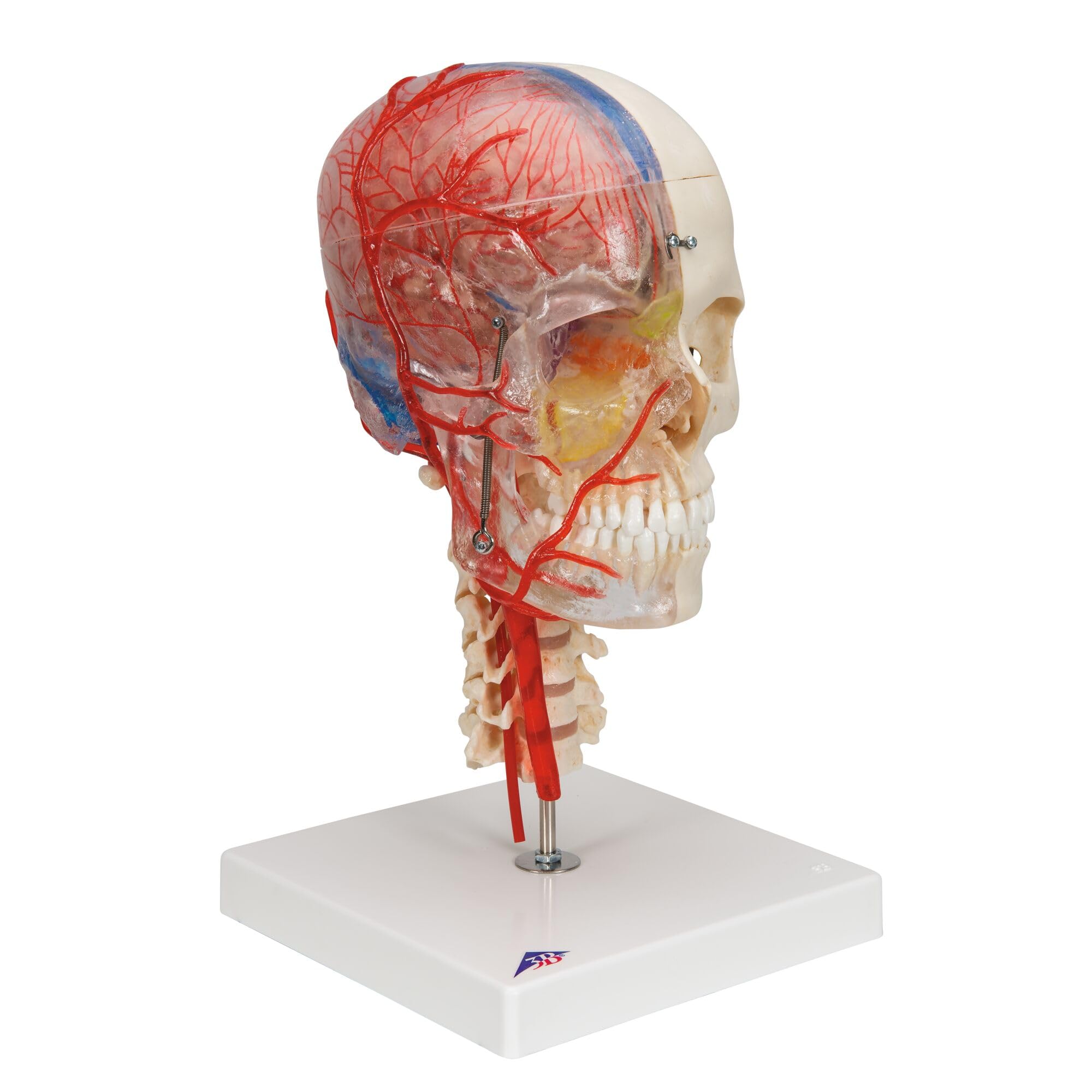 3b-scientific-bonelike-sch-delmodell-7-teilig-transparent-lebensgro-er-systemsch image 2