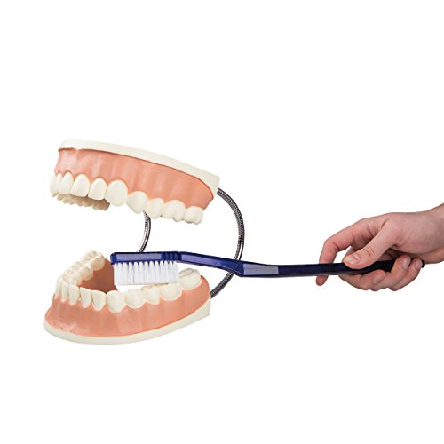 3b-scientific-riesen-zahnmodell-3-fach-vergr-ert-mit-zahnb-rste-smart-anatomy-ap image 6