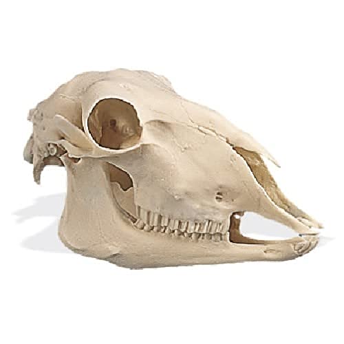 3b-scientific-schafsch-del-ovis-aries-replikat-naturabguss image 2