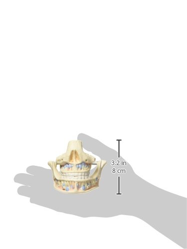 3b-scientific-milchgebiss-anatomiemodell-ober-und-unterkiefer-ge-ffnet-13-x-12-x image 3