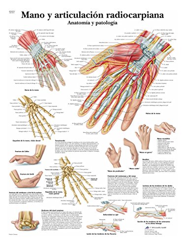 3b-scientific-lehrtafel-hand-und-handgelenk-anatomie-poster image 4