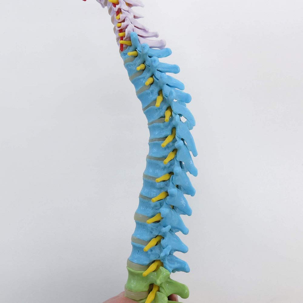 3b-scientific-didaktische-flexible-wirbels-ule-a58-9-82-cm-mit-oberschenkelk-pfe image 6