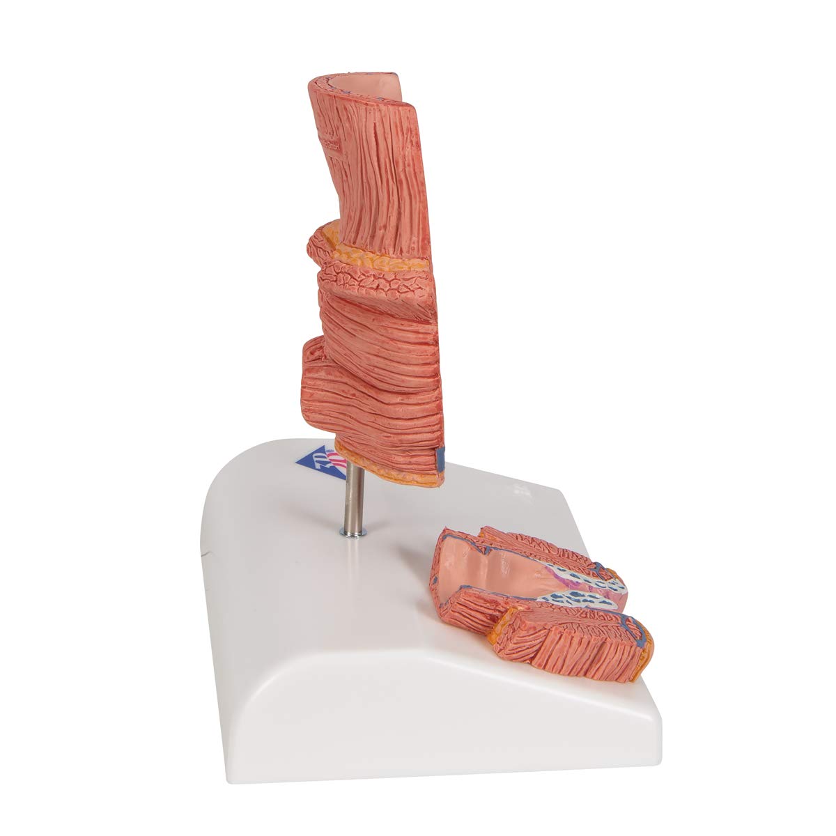 3b-scientific-h-morrhoidenmodell-enddarm-frontalschnitt-3b-smart-anatomy-app image 3