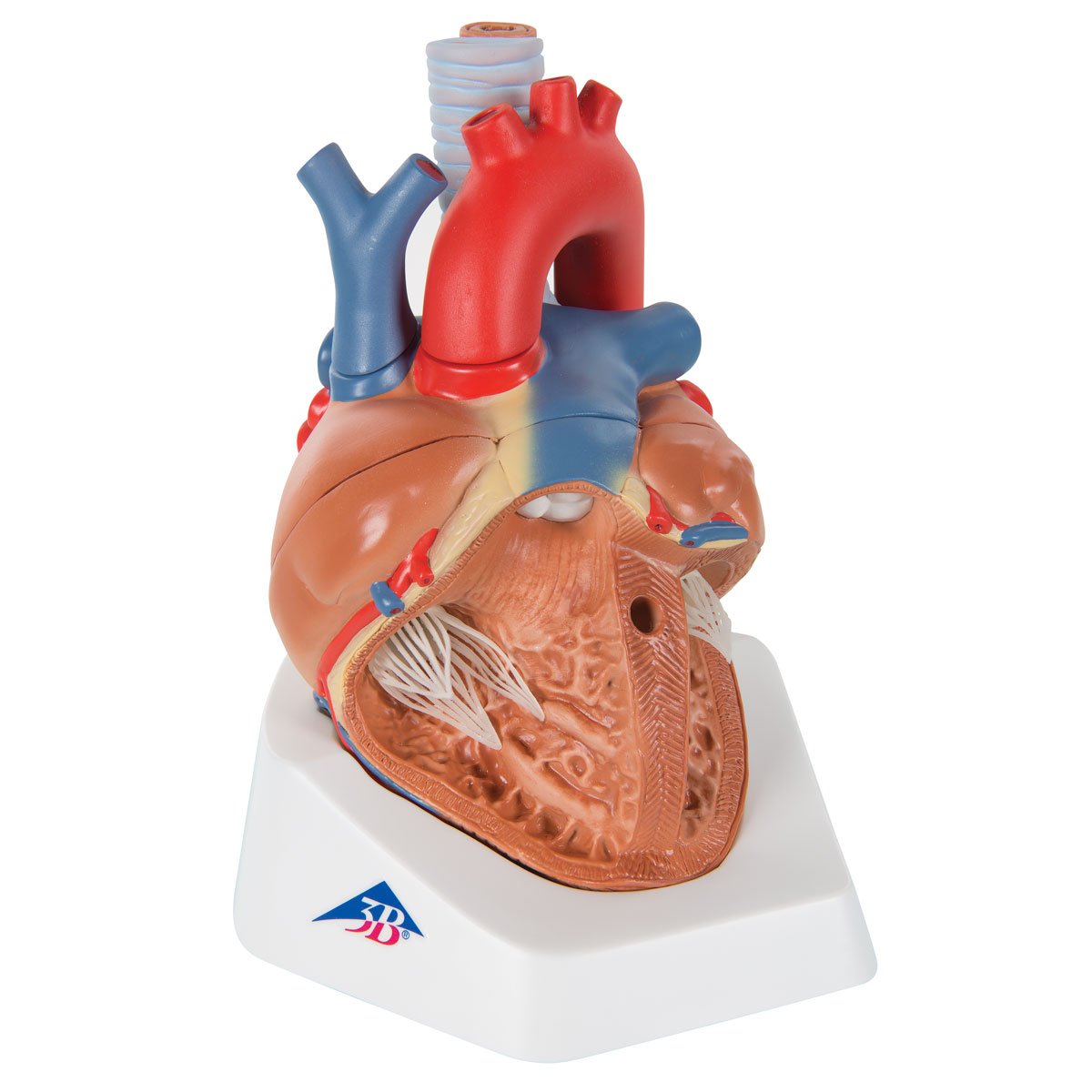 3b-scientific-herzmodell-7-teilig-vd253-3b-smart-anatomy-app image 2