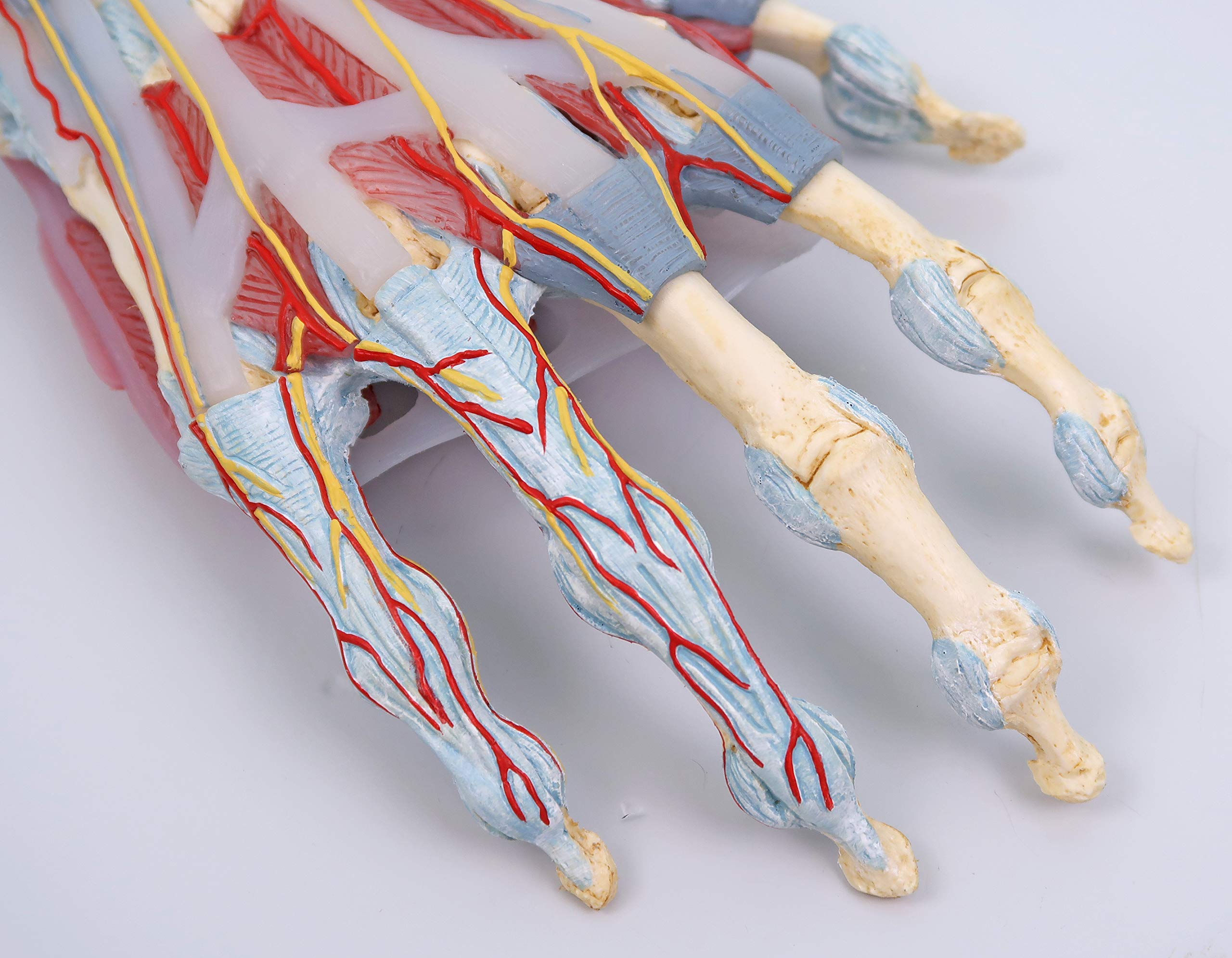 3b-scientific-m33-1-hand-skelett-modell-mit-b-ndern-und-muskeln-3b-smart-anatomy image 7