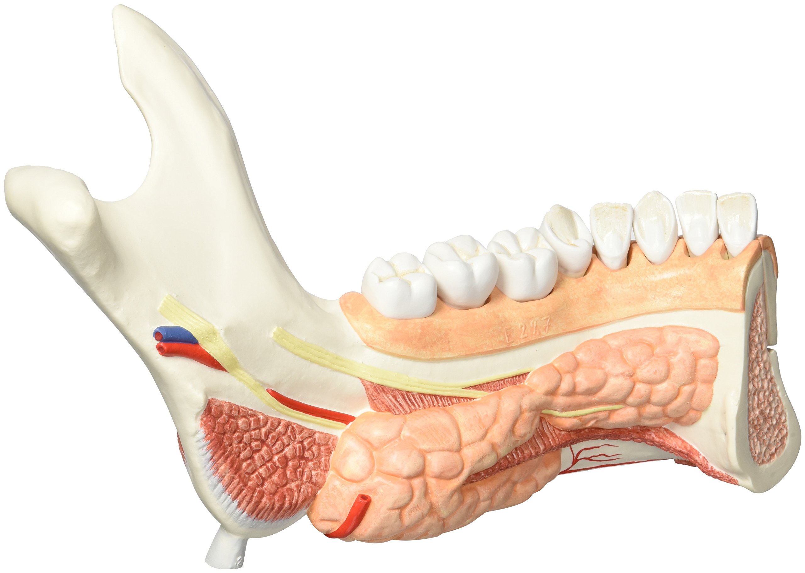 3b-scientific-unterkieferh-lfte-mit-8-kari-sen-z-hnen-19-teilig-smart-anatomy-ap image 3