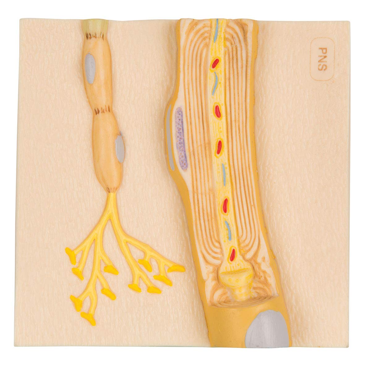3b-scientific-markscheiden-peripheres-nervensystem-mikroanatomie-modell image 1