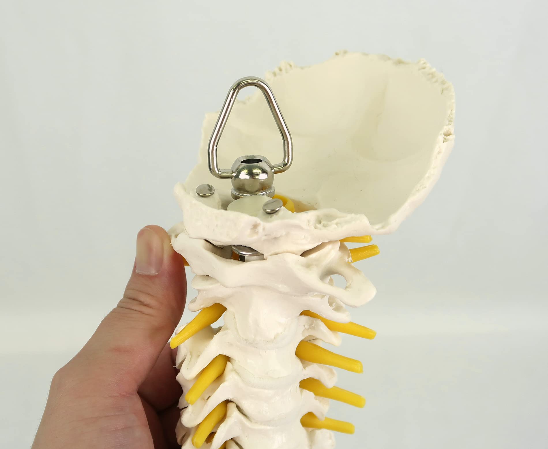 3b-scientific-flexibles-wirbels-ulenmodell-lebensgro-mit-becken-und-bandscheiben image 7