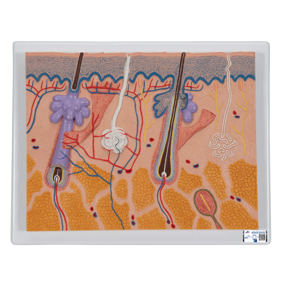 3b-scientific-hautschnitt-modell-feinstruktur-der-haut-mit-nagel-smart-anatomy-a image 4