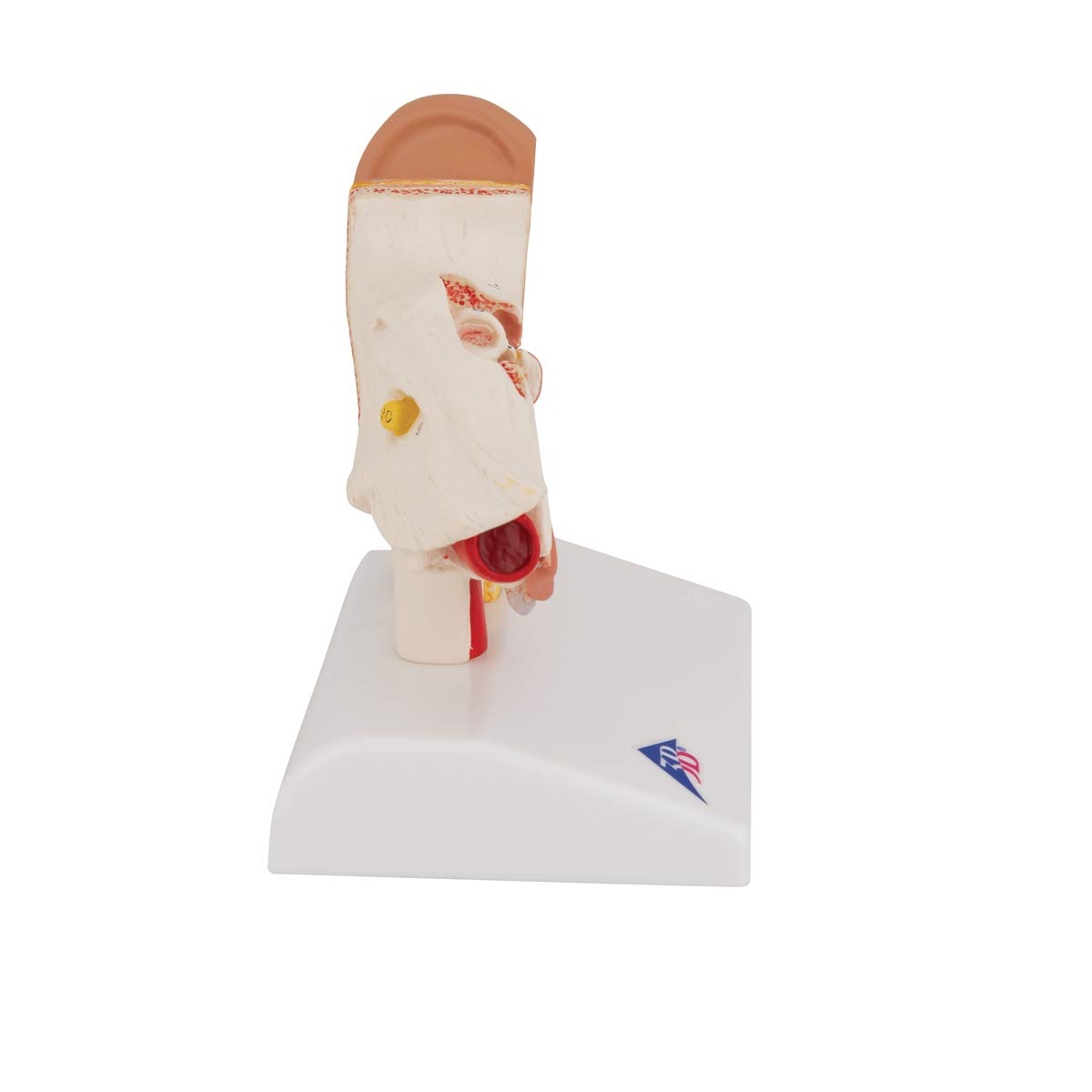 3b-scientific-e12-ohrmodell-tischgr-e-1-5-fach-vergr-ertes-ohr-au-en-mittel-und- image 3