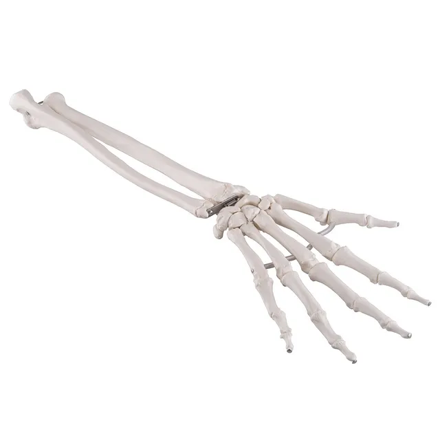 3b-scientific-hand-skelettmodell-mit-unterarm-elastisch-montiert-pvc-smart-anato image 1