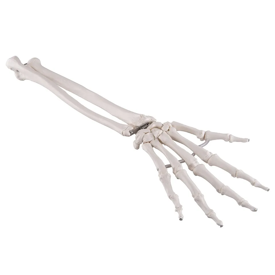 3b-scientific-hand-skelettmodell-mit-unterarm-elastisch-montiert-pvc-smart-anato image 1
