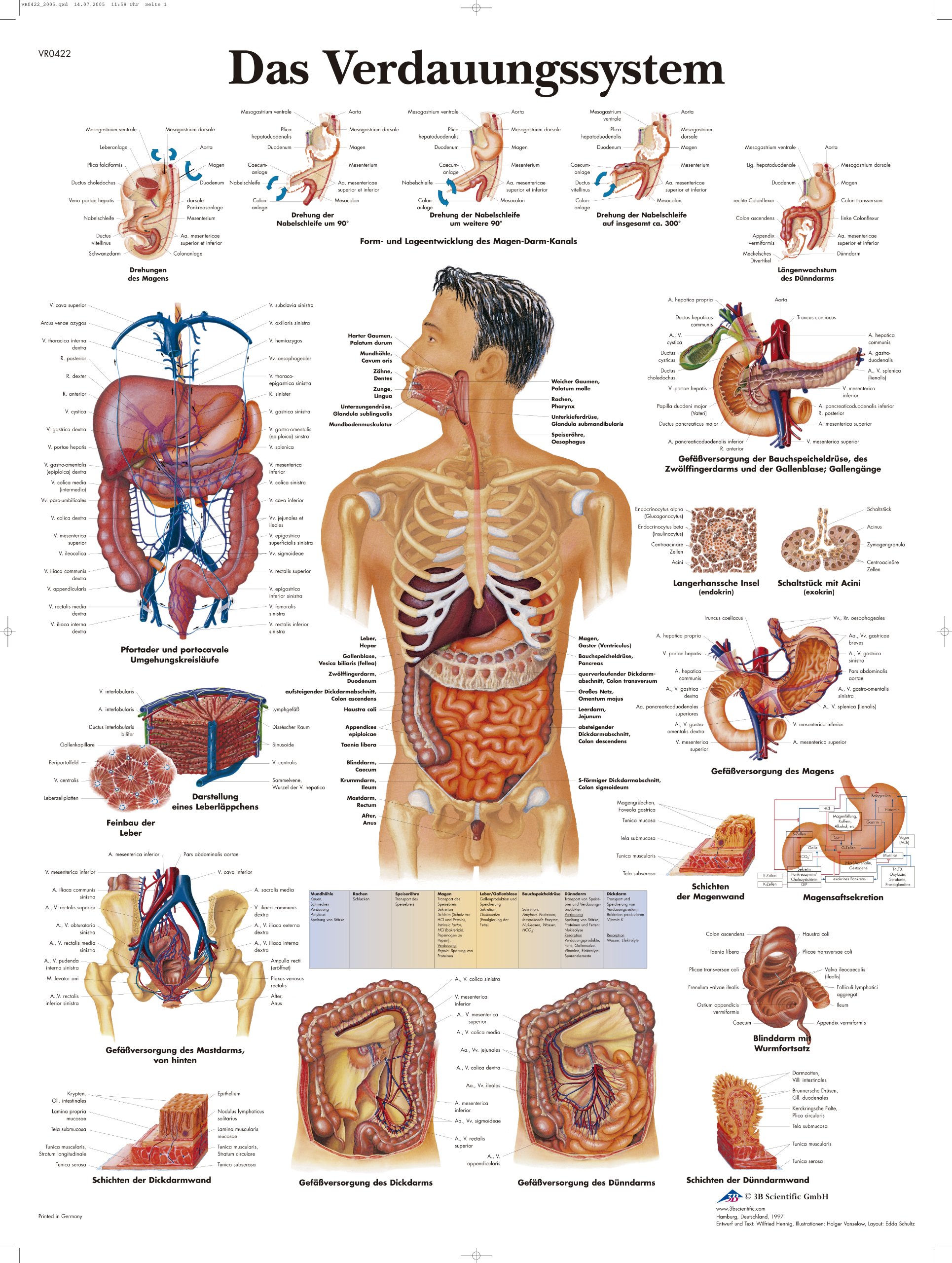 3b-scientific-vr0422uu-lehrtafel-das-verdauungssystem-anatomie-poster-50x67-cm image 2
