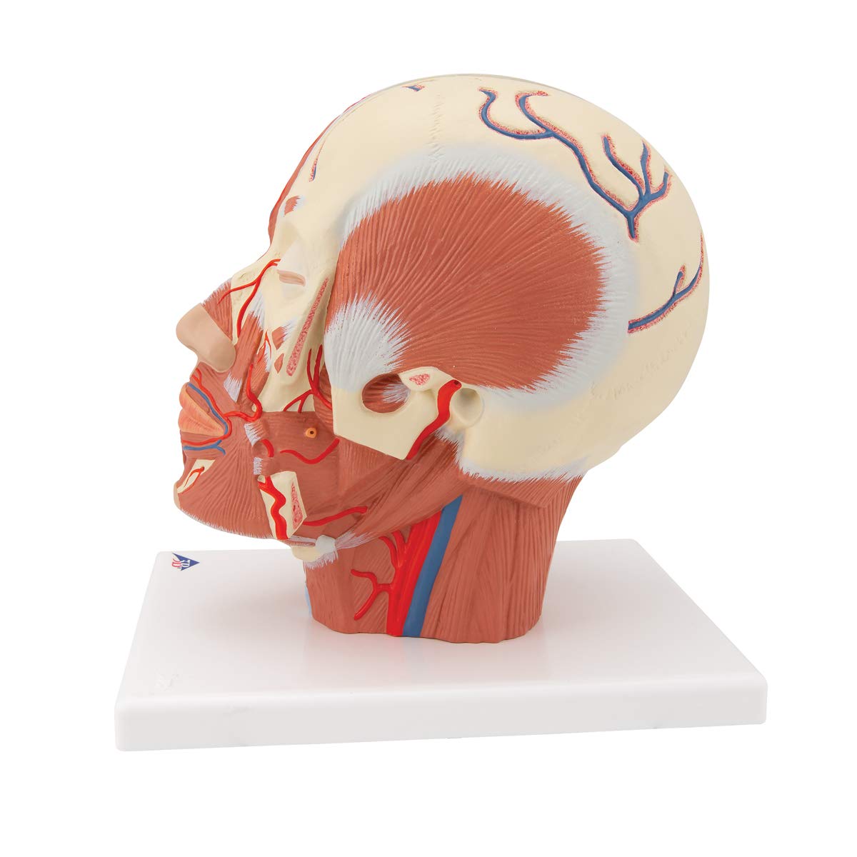 3b-scientific-kopfmodell-lebensgro-mit-muskulatur-blutgef-en-pvc-smart-anatomy-a image 5