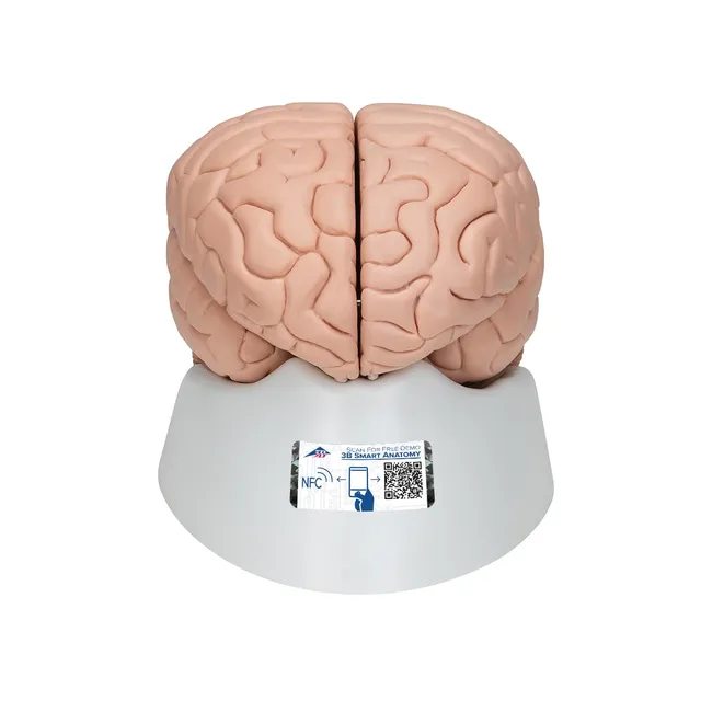 3b-scientific-c17-gehirnmodell-8-teilig-mit-3b-smart-anatomy image 1