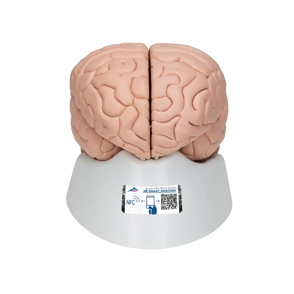 3b-scientific-c17-gehirnmodell-8-teilig-mit-3b-smart-anatomy image 1