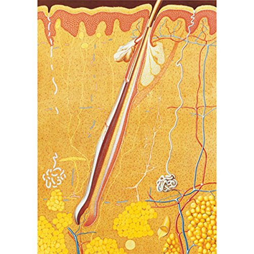 3b-scientific-lehrtafel-die-haut-riesenposter-84x200cm-mit-holzst-ben image 3