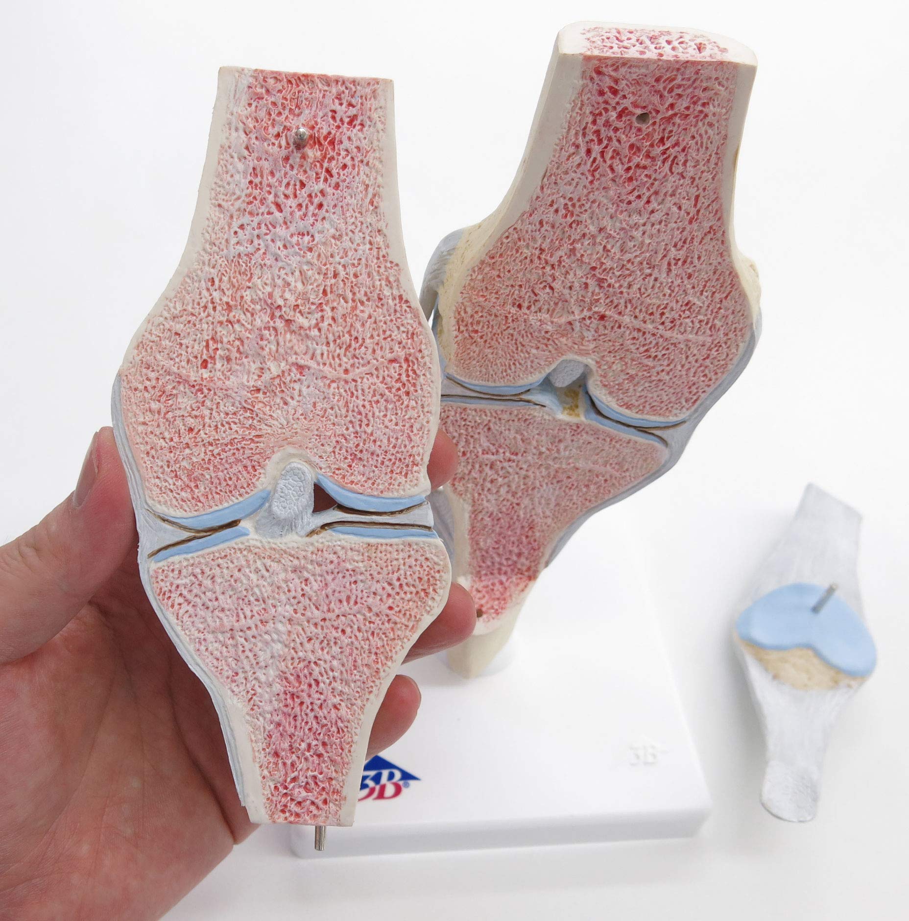 3b-scientific-gelenkschnitt-modell-knie-3-teilig-kniegelenk-schnittmodell image 3