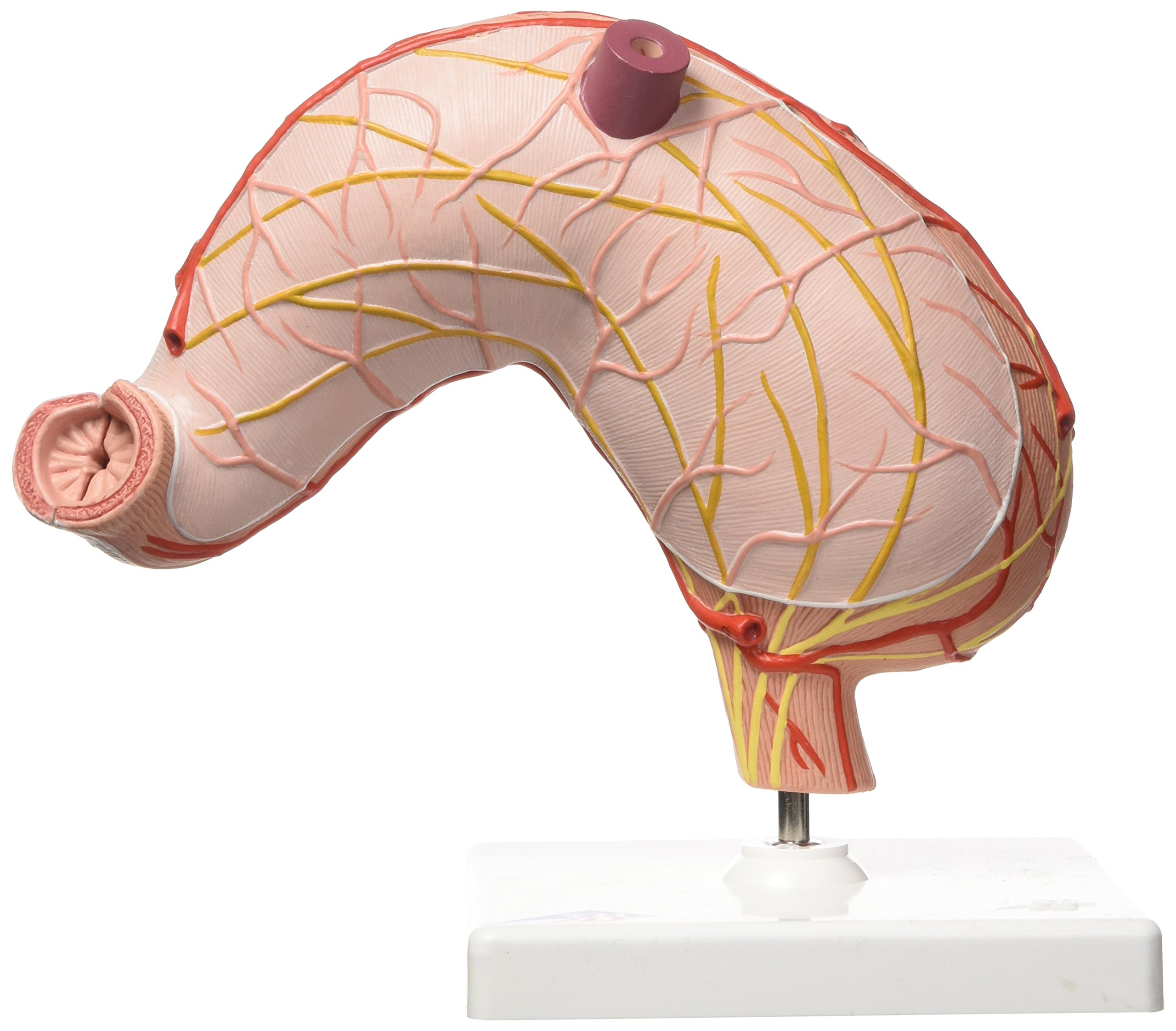 3b-scientific-magen-2-teilig-humananatomie-modell-mit-app image 2
