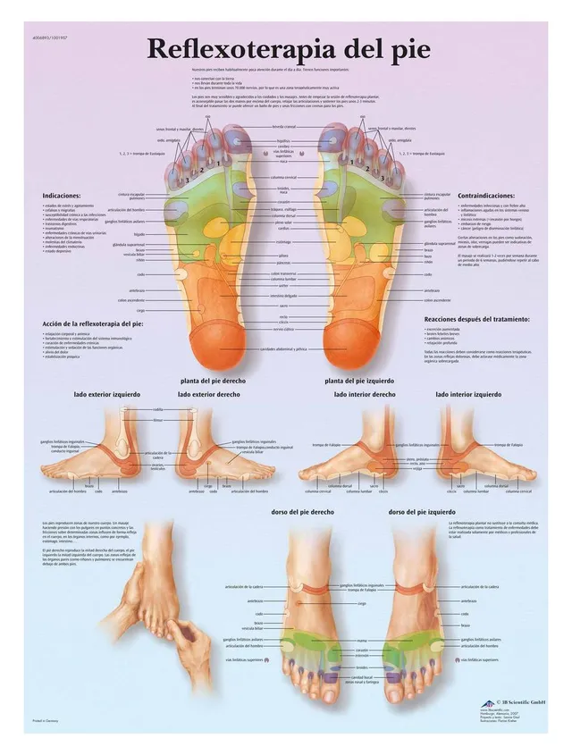 3b-scientific-anatomietafel-fu-reflexzonen-spanisch-papierposter-50-x-67-cm image 1