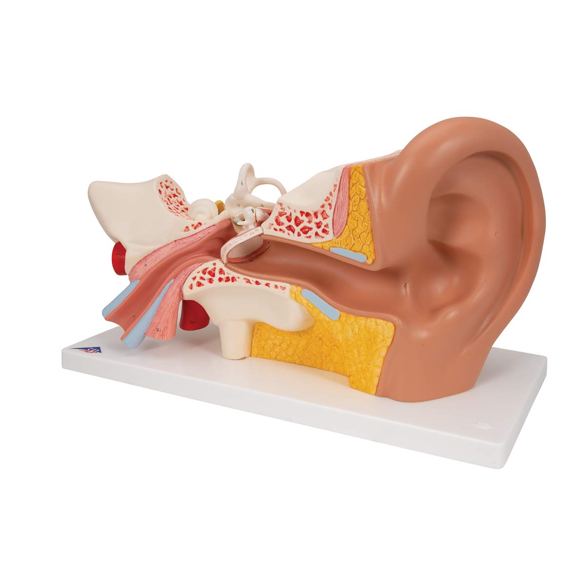 3b-scientific-ohrmodell-3-fache-gr-e-4-teilig-anatomiemodell-mit-smart-anatomy-a image 5