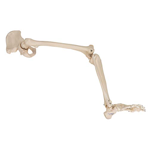 3b-scientific-3b-smart-anatomy-bein-skelett-mit-h-ftknochen-ar-app image 8