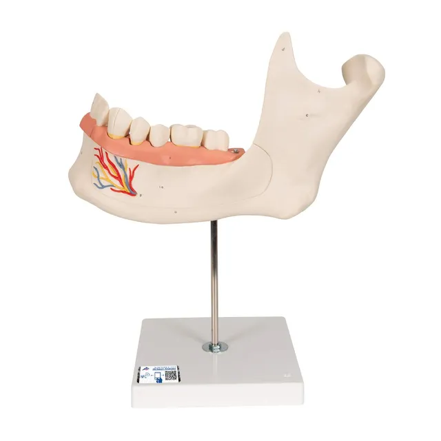 3b-scientific-unterkieferh-lfte-3-fache-gr-e-6-teilig-smart-anatomy-app image 1
