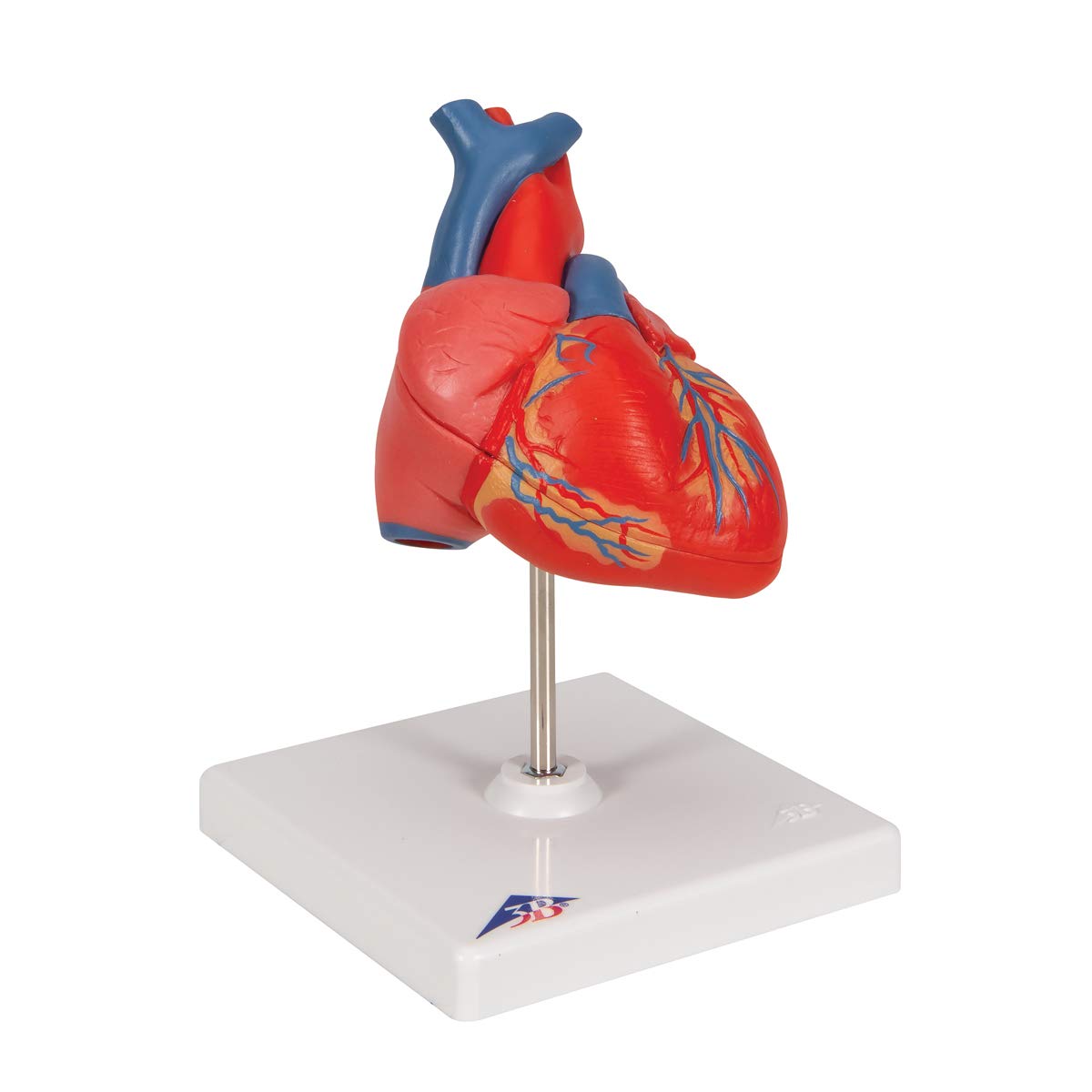 3b-scientific-klassisches-herzmodell-lebensgro-2-teilig-mit-smart-anatomy-app image 2