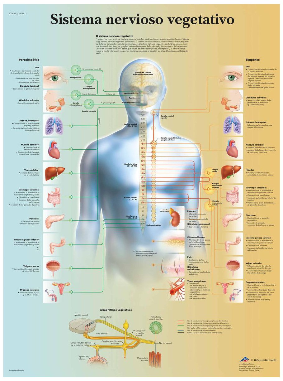 3b-scientific-nervensystem-poster-vegetativ-laminiert-50-x-67-cm image 2