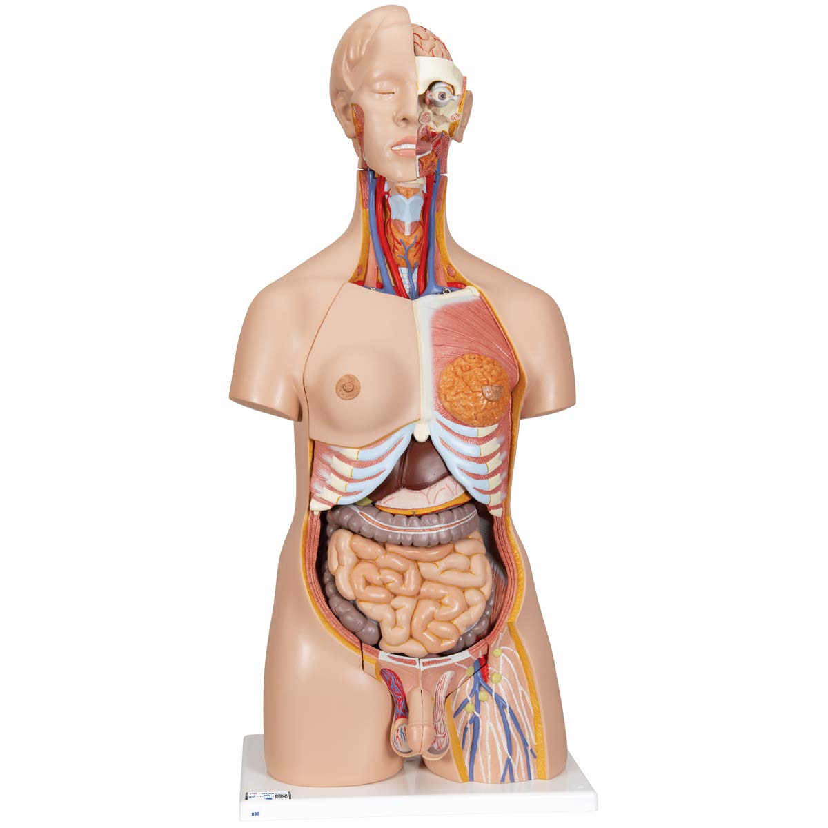 3b-scientific-deluxe-torso-zweigeschlechtlich-24-teilig-anatomiemodell image 1
