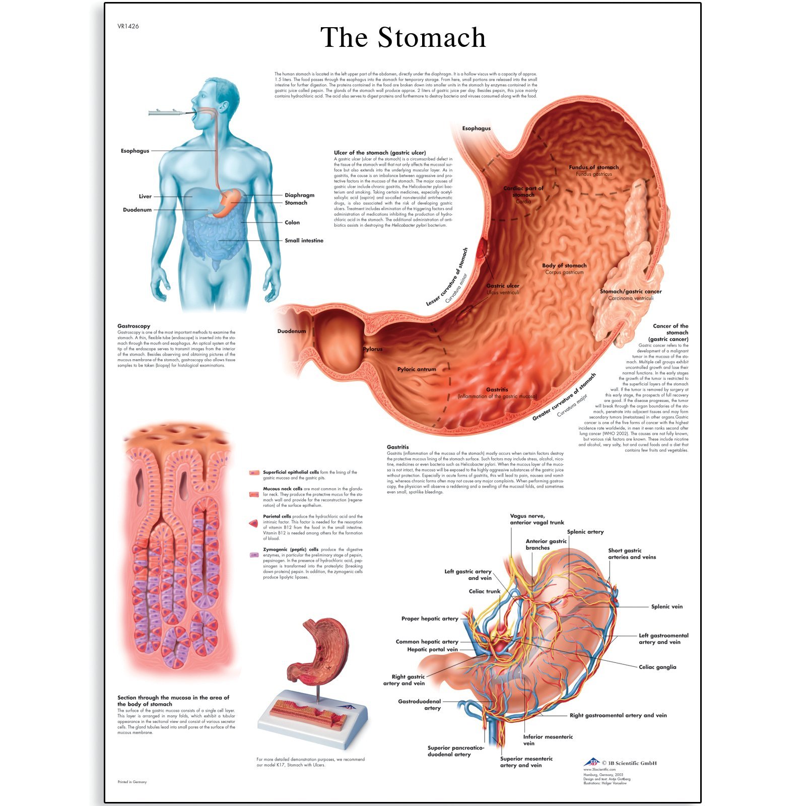 3b-scientific-magendiagramm-human-anatomy-laminierte-englische-version-50-x-67-c image 1