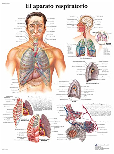 3b-scientific-vr3322uu-lehrtafel-atmungsapparat-anatomie-poster-50-x-67-cm image 3