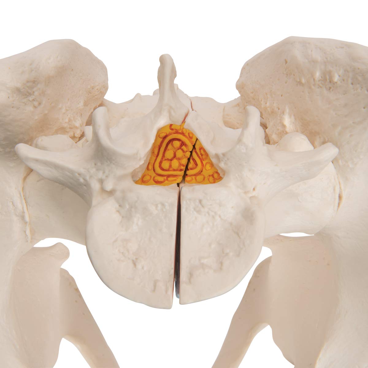 3b-scientific-m-nnliches-becken-modell-3-teilig-3b-smart-anatomy-app image 8