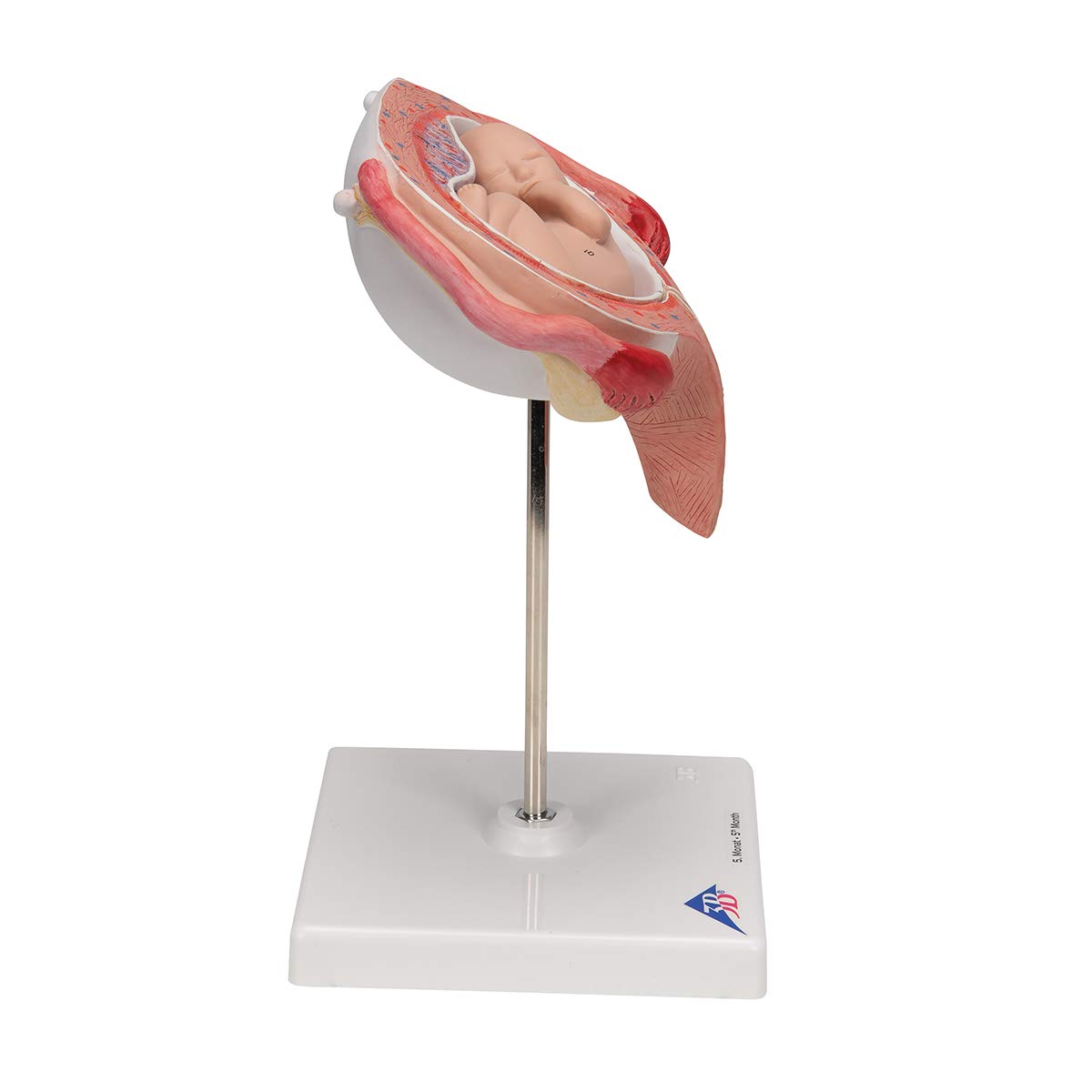 3b-scientific-fetus-modell-5-monat-r-ckenlage-l10-6-3b-smart-anatomy-app image 3