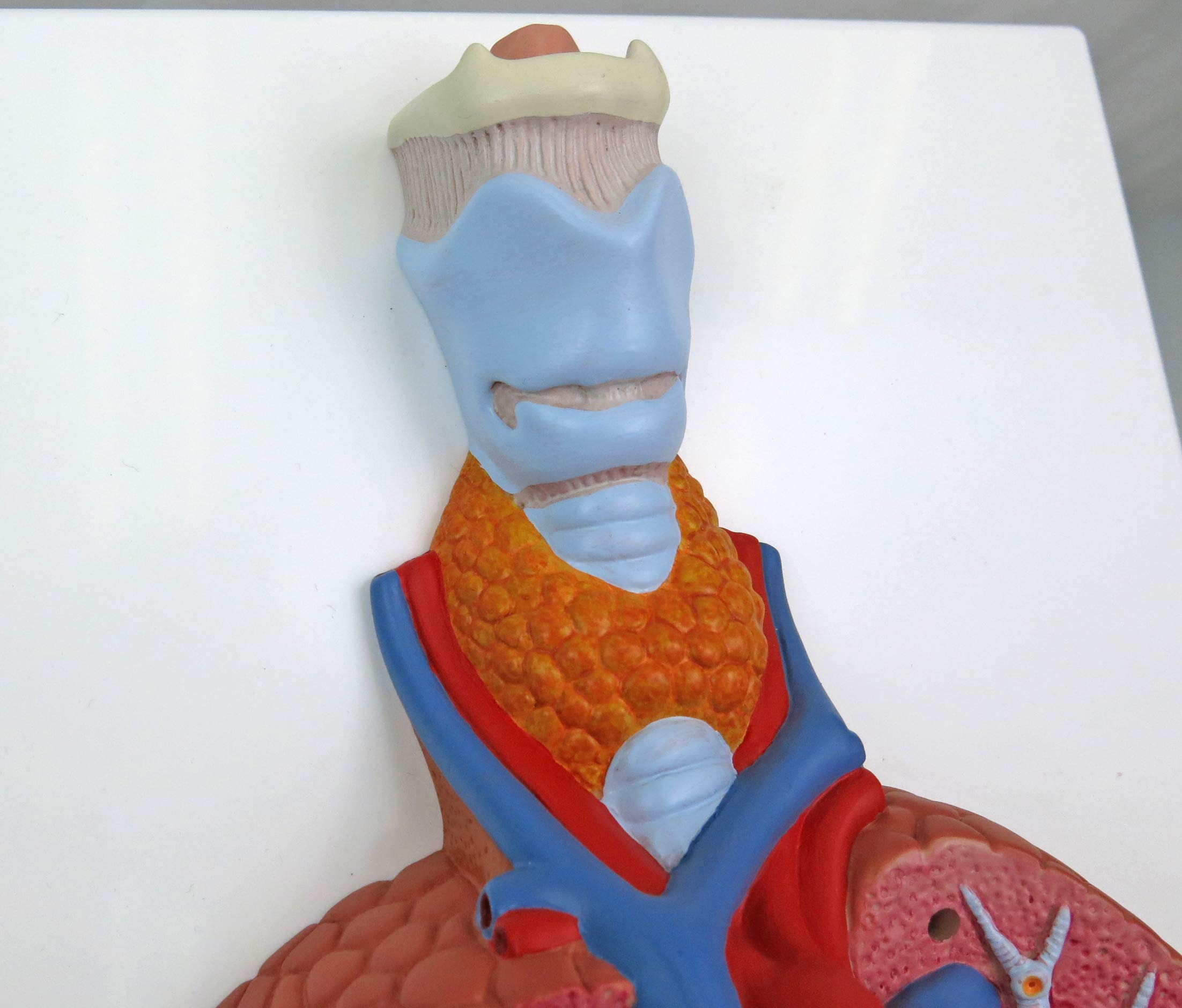 3b-scientific-lungenmodell-mit-kehlkopf-5-teiliges-humananatomie-modell-mit-abne image 8
