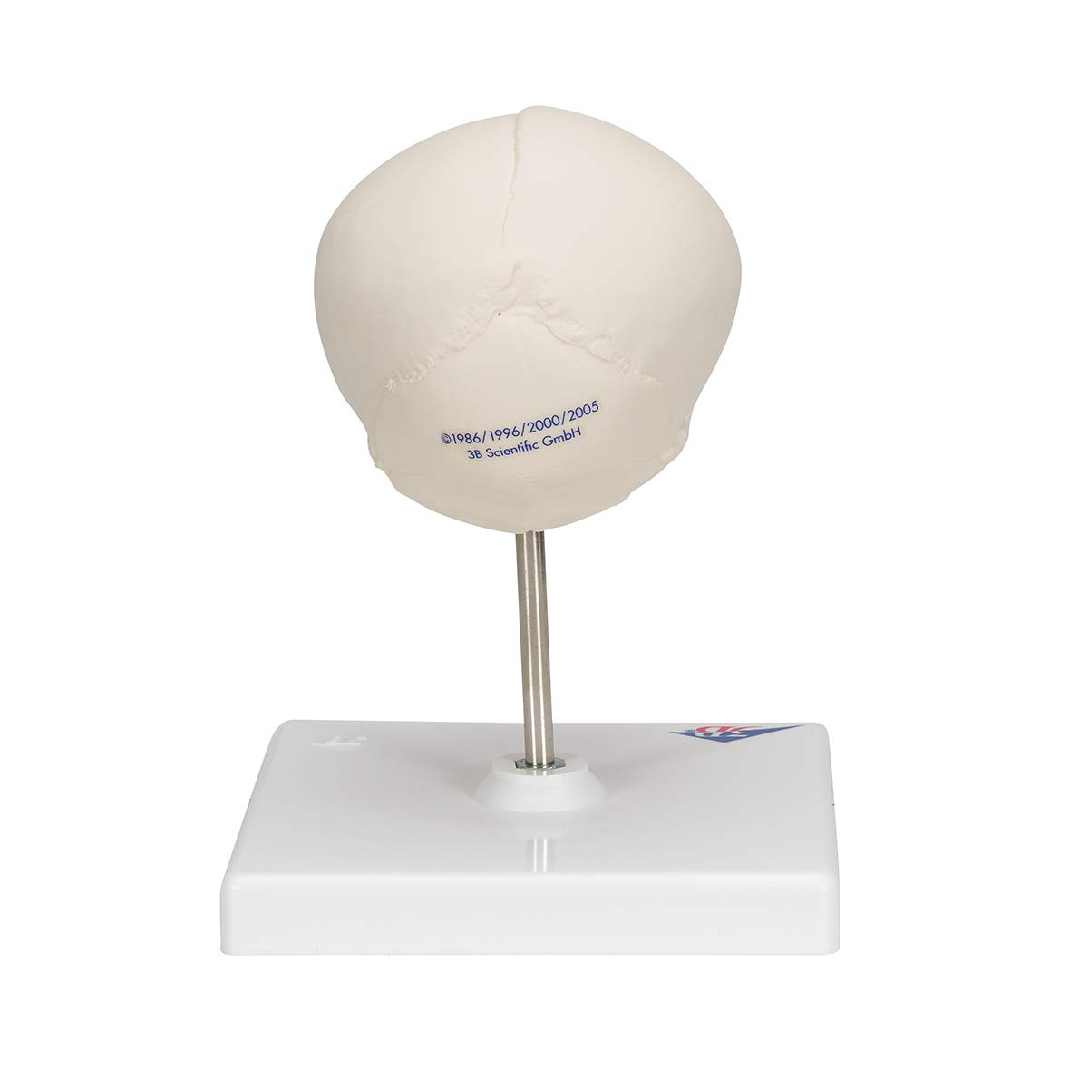 3b-scientific-f-tus-sch-del-naturabguss-30-ssw-auf-stativ image 4