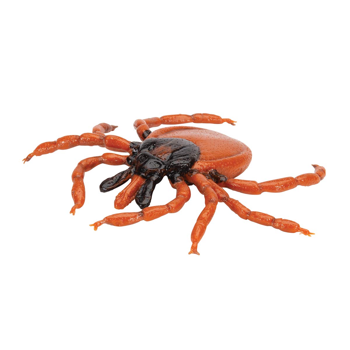 3b-scientific-gemeiner-holzbock-ixodes-ricinus-modell-biologie image 7