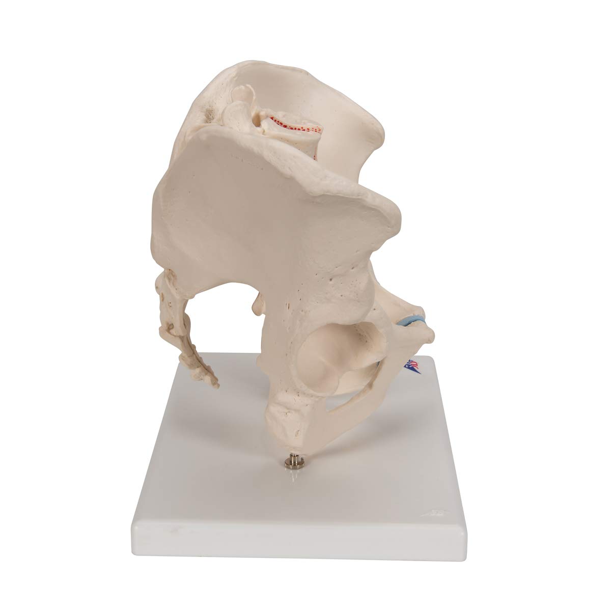3b-scientific-m-nnliches-becken-modell-3-teilig-3b-smart-anatomy-app image 3