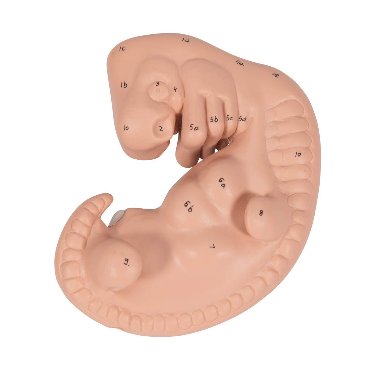 3b-scientific-embryo-modell-25-fache-gr-e-4-wochen-mit-smart-anatomy-app image 7