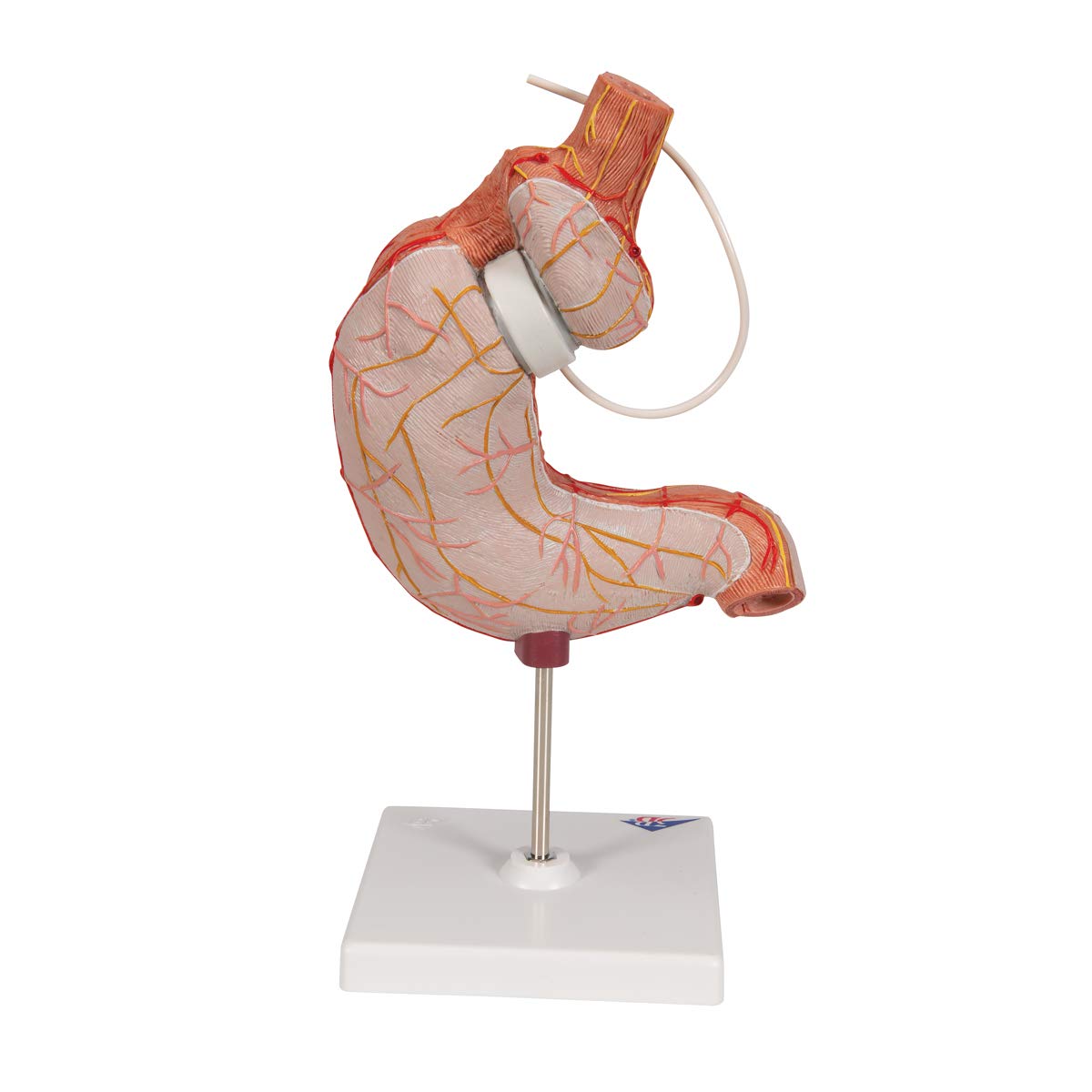 3b-scientific-magenbandmodell-menschlicher-magen-3b-smart-anatomy-app image 4