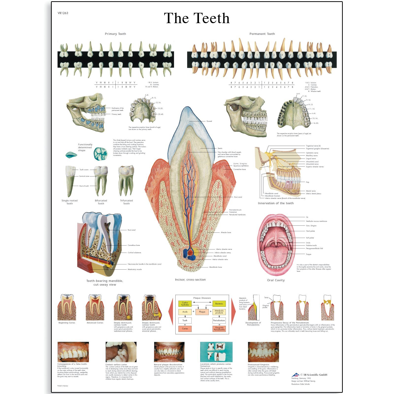 3b-scientific-lehrtafel-menschliche-z-hne-laminiert-50x67-cm-beschreibbar image 2