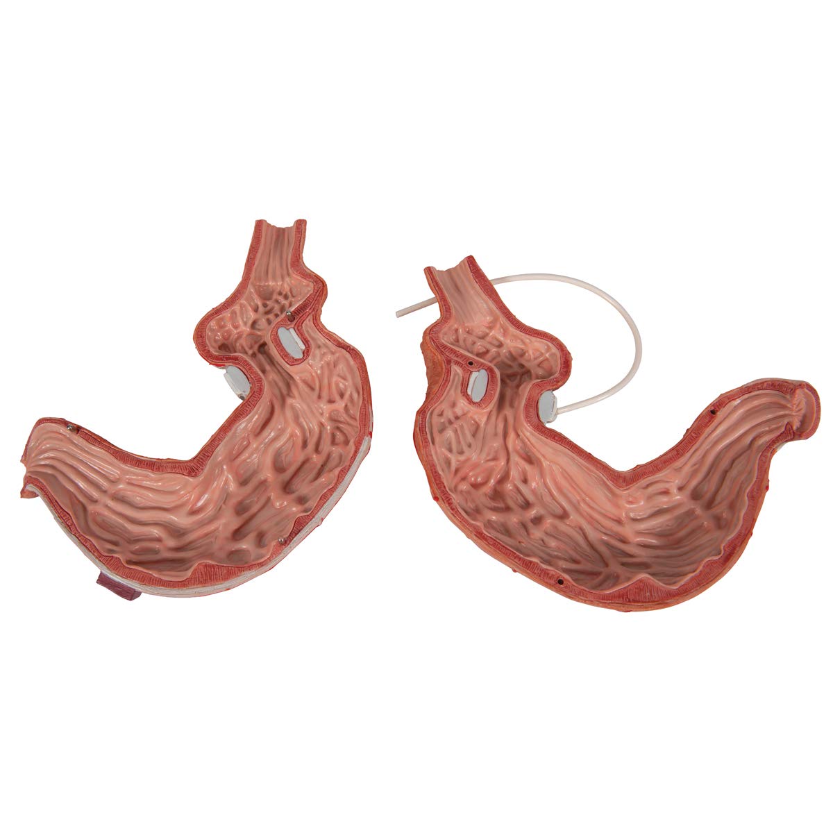3b-scientific-magenbandmodell-menschlicher-magen-3b-smart-anatomy-app image 6