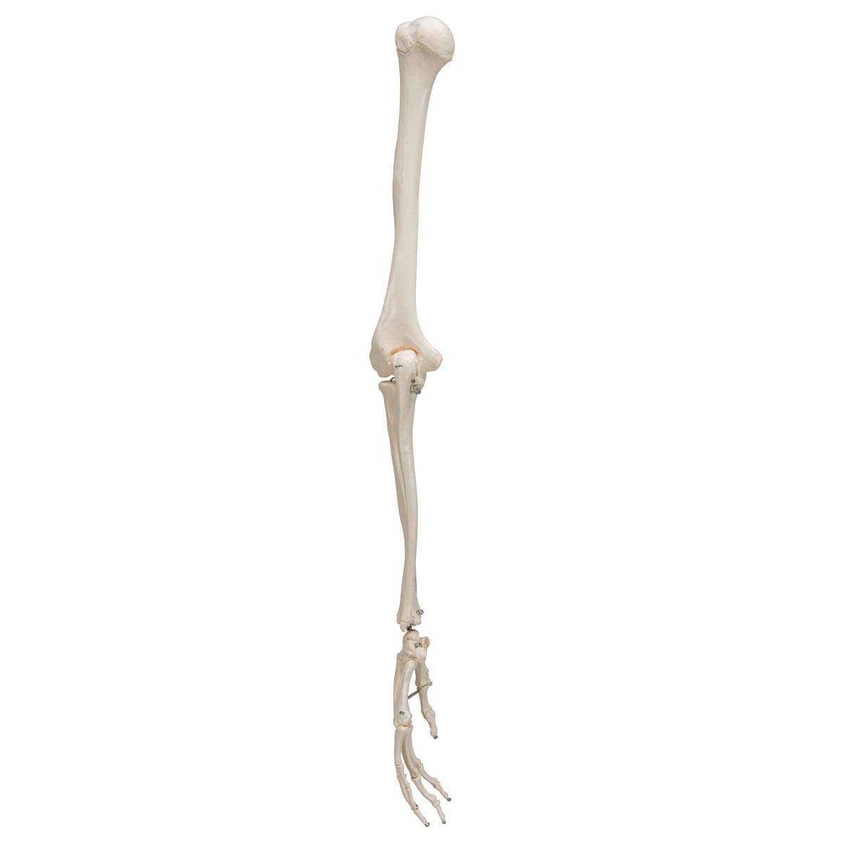 3b-scientific-armskelett-modell-mit-3b-smart-anatomy-app-menschliche-anatomie image 4