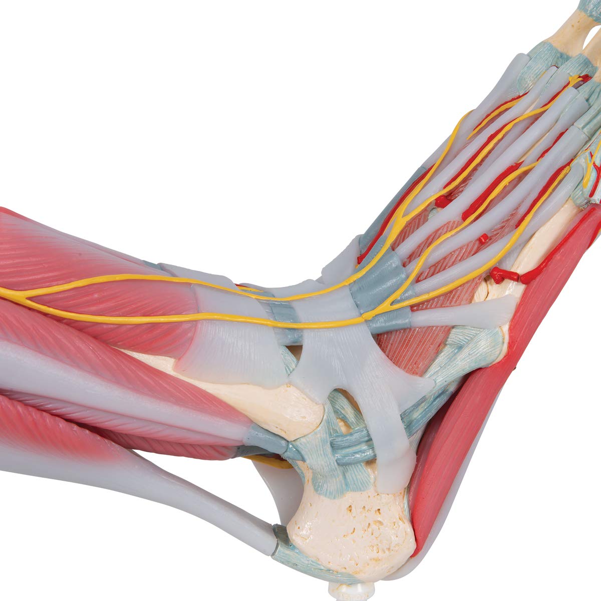3b-scientific-m34-1-fu-skelettmodell-mit-b-ndern-und-muskeln-smart-anatomy image 7