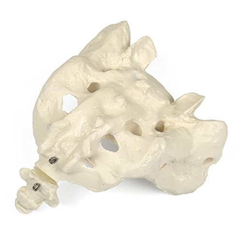 3b-scientific-kreuzbein-mit-stei-bein-anatomiemodell-20-x-15-x-15-cm-smart-anato image 6