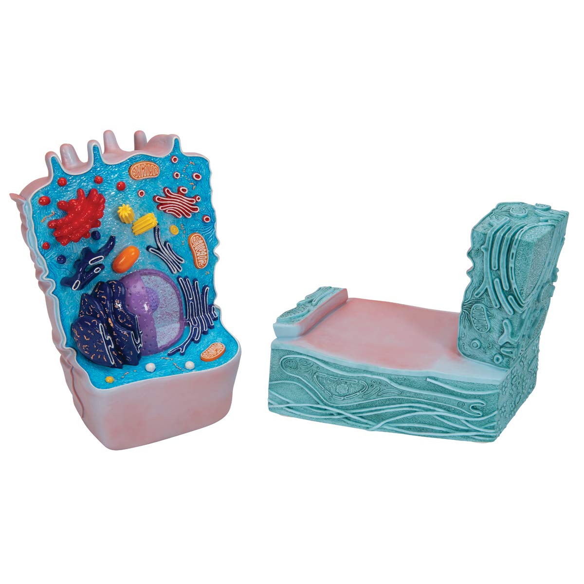 3b-scientific-r04-tierzellenmodell-biologie-lehrmodell image 7