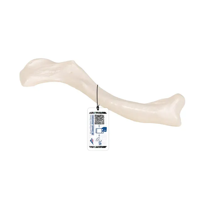 3b-scientific-schl-sselbein-modell-originalgr-e-3b-smart-anatomy-app image 1