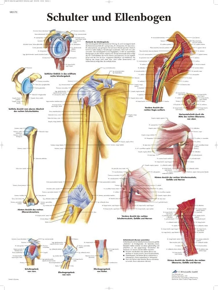 3b-scientific-lehrtafel-schulter-und-ellenbogen-vr0170uu-anatomie-poster-50-x-67 image 1