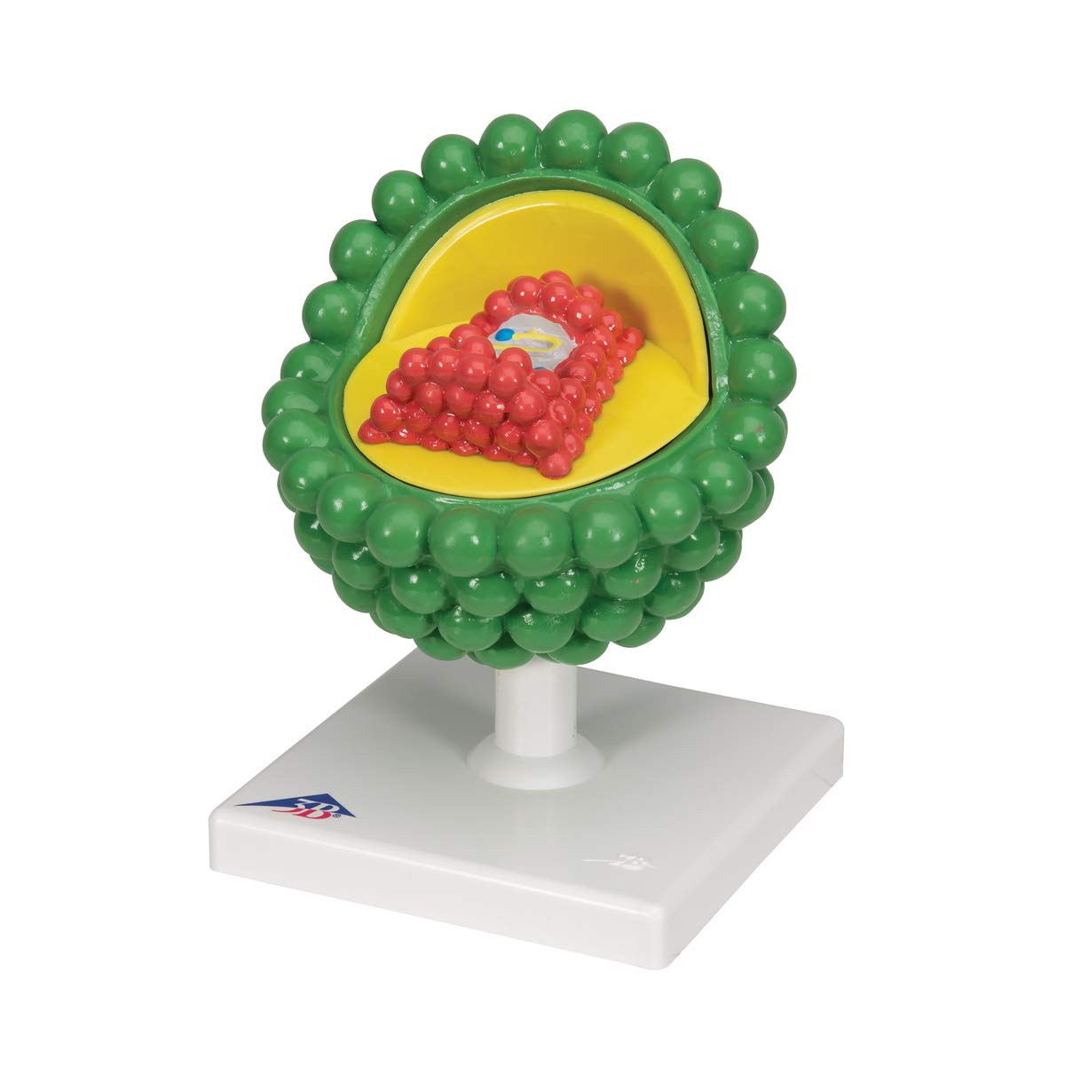 3b-scientific-hiv-modell-l40-microanatomy-virusmodell-mit-sockel-smart-anatomy-a image 3