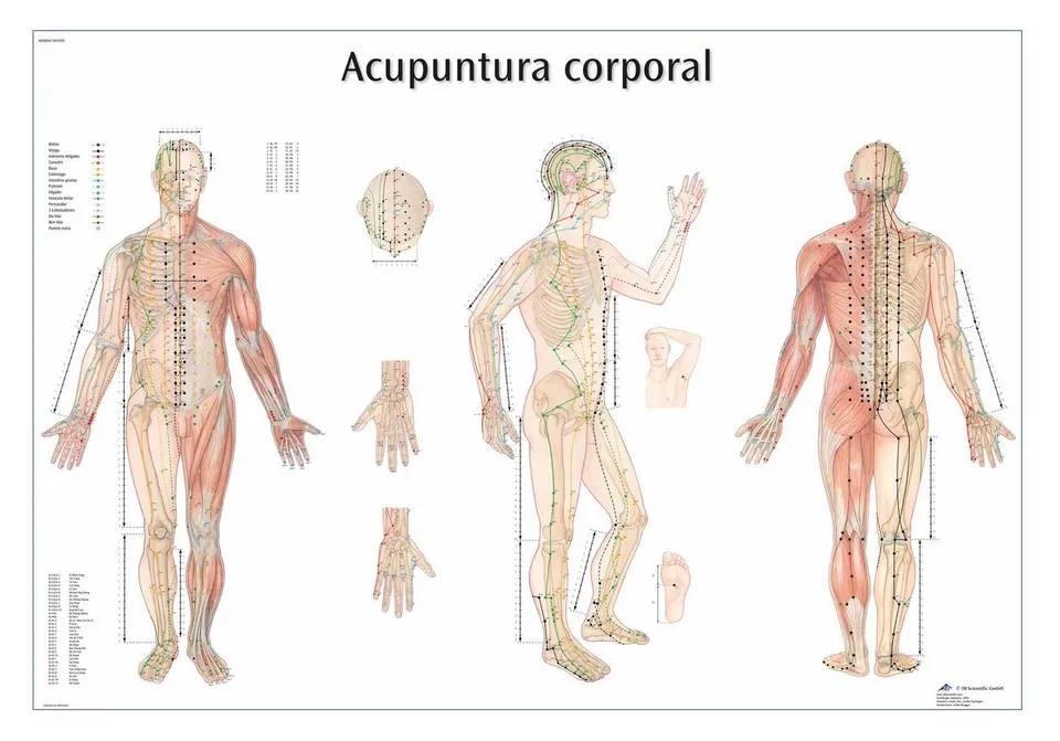 3b-scientific-lehrtafel-acupuntura-de-la-oreja-ohrakupunktur-vr3820l-laminiert image 1
